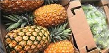 Exportacin de pias logra importante crecimiento 