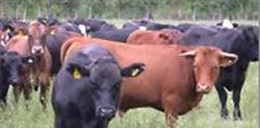 Bovinos cotizan a la baja