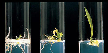 Seguridad biolgica y su evolucin Un poco de reflexin