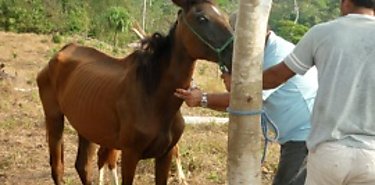 Fortalece campaas zoosanitarias en la regin