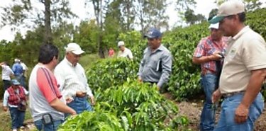 Productores y tcnicos analizan alternativas para el manejo de cafetales