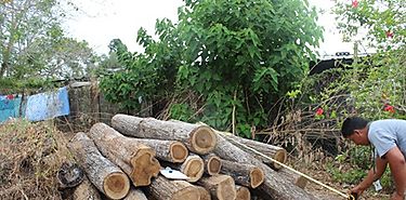 Detienen camin que transportaba madera sin Guas en la provincia de Herrera