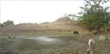 MIDA y ganaderos llevarn a cabo plan de emergencia