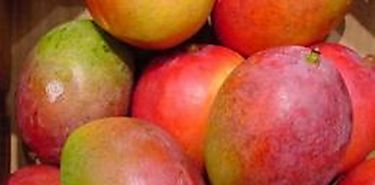 Ms de 9 millones de dlares gener exportacin de mangos en Repblica Dominicana 