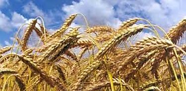 Mayor produccin de cereales prev FAO 