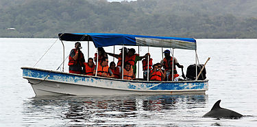 Investigadores informan El ruido de los botes en Bocas es potencialmente daino para los delfines