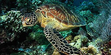 Tortugas migratorias cambian de ruta para eludir cambio climtico
