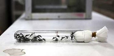 Mosquitos transgnicos son aprobados pero investigadores temen riesgos