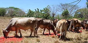 El IDIAP resalta estudios para innovar al sector ganadero