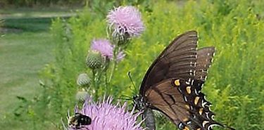 La necesidad de insectos para polinizacin de cultivos