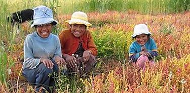 Amaranto Quinoa y Caihua las semillas que pueden salvar al mundo