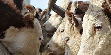 Transformar el cereal en carne no es eficiente contra el hambre