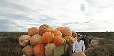 El hombre de los zapallos gigantes
