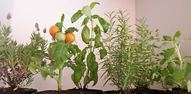 Seis fciles pasos para tu huerta en casa