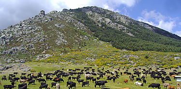 MIDA mantiene vigilancia de animales