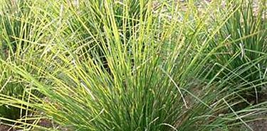 Vetiver alternativa para purificar el agua descontaminar suelos y favorecer otros cultivos agrcolas