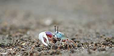 Cmo podra el cambio climtico afectar la reproduccin del cangrejo violinista