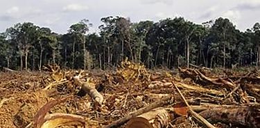 Parar la deforestacin disminuir emisiones de CO2 en una quinta parte