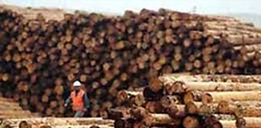 Panam promueve comercio de productos forestales