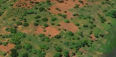 Compensaciones de carbono son cmplices de acaparamiento genocida de tierras