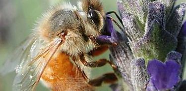 Harvard demuestra que pesticidas de Bayer estn matando abejas