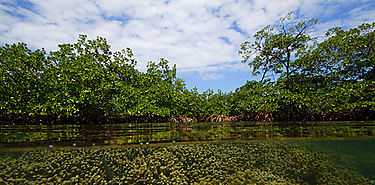 Aguas poco profundas de lento movimiento hacen presin en los corales de Bocas