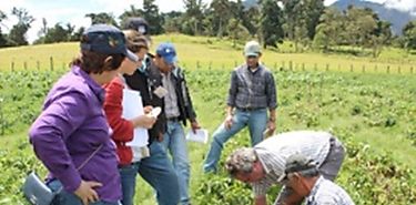 MIDA evala nuevas variedades de papa 