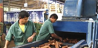 Sealan resistencia de la yuca al cambio climtico