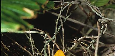 Esta especie es endmica es decir slo se encuentra en Panam en el Valle de Antn El Cop y Cerro Campana 