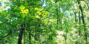 El monitoreo de la salud forestal se extiende hasta Michigan
