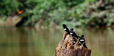 La proteccin de espacios naturales estrategia clave para la conservacin de la biodiversidad