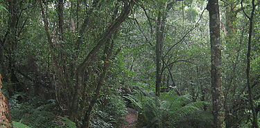 Panam busca reforestar un milln de hectreas verdes