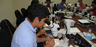 Ecologa de Moscas de la Fruta Capacitan a analistas de laboratorio