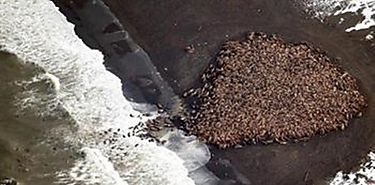 35000 morsas quedan varadas en playa de Alaska por cambio climtico