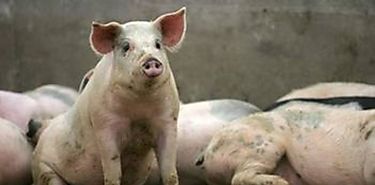 Se extiende por India brote de fiebre porcina 