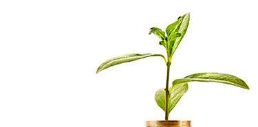 Las commodities ambientales y la financierizacin de la naturaleza Entrevista con Amyra El Khalili