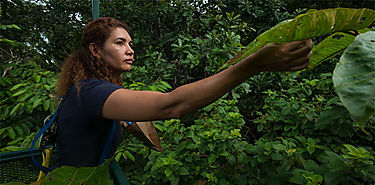 Har el cambio climtico que los rboles tropicales sean ms coloridos