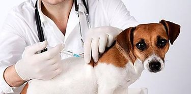 Por qu europeos prohben vacunas transgnicas en mascotas y animales