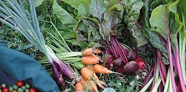 Inocuidad de los alimentos tema por el Da Mundial de la Salud