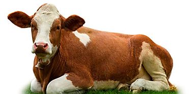 Una ternera es el beb de una vaca