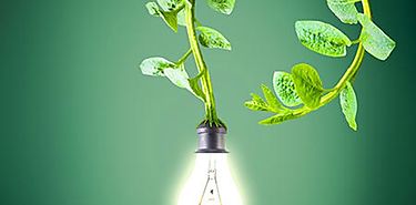 Obteniendo energa elctrica de plantas vivas