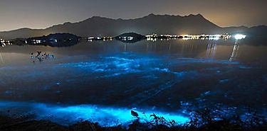 Fantasma de mar belleza y muerte en las aguas de Hong Kong