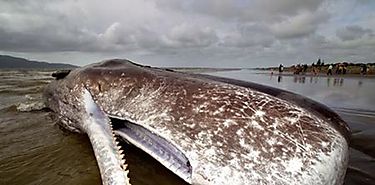 Hallan fsil de ballena en el interior de Kenya 