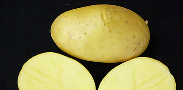Miren y Entzia dos nuevas variedades de patata de gran valor nutricional