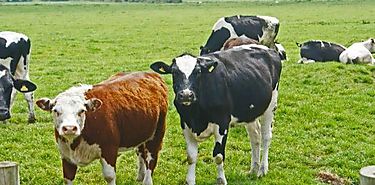 AACREA fomentar las Buenas Prcticas Ganaderas en Expoagro 2015