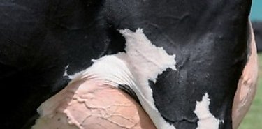 No slo huevos y pescado la leche cruda tambin supone riesgos para la salud