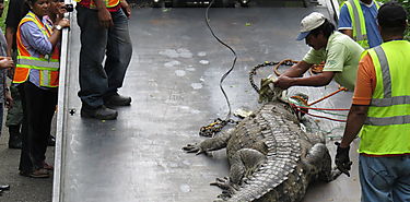 Sobrepoblacin de los cocodrilos en Galeta