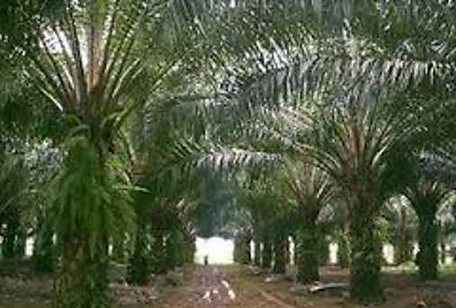 Productores de palma aceitera piden certificar sus productos