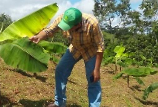 Panam trabaja para salvar la semilla criolla de pltano