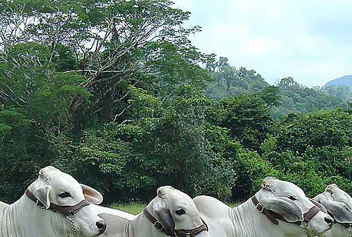 Culmina entrega se sementales Ceb en Veraguas